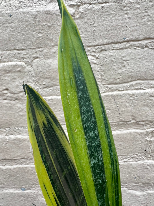 Sansevieria Golden Flame