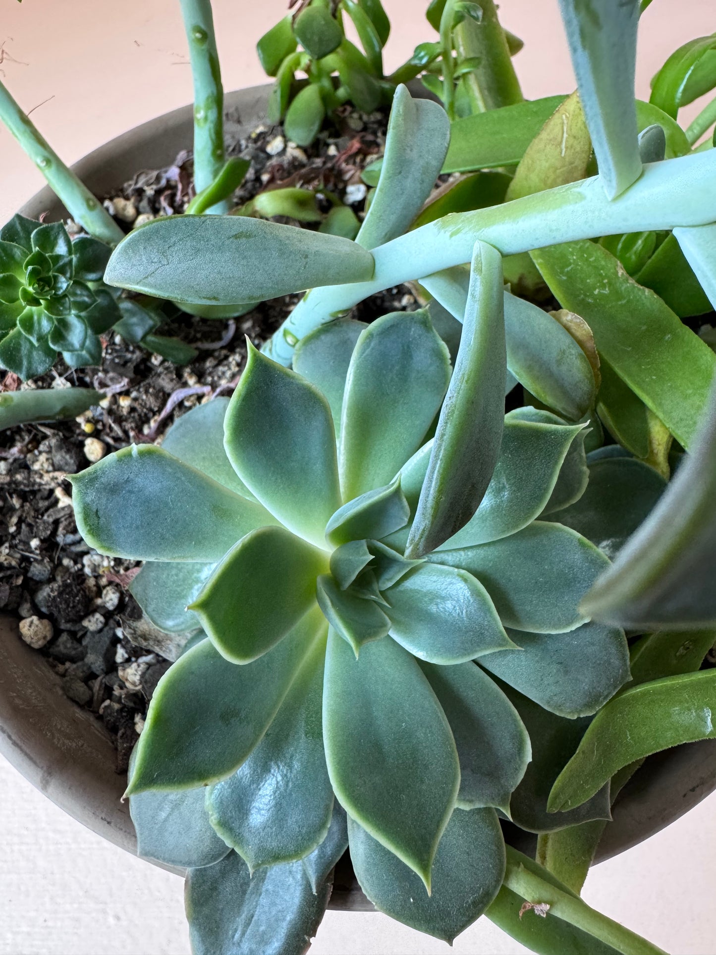 Succulent Garden Planter