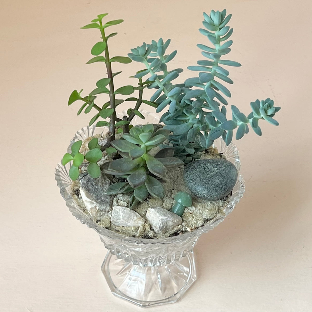 Succulent Terrarium in Vintage Glassware