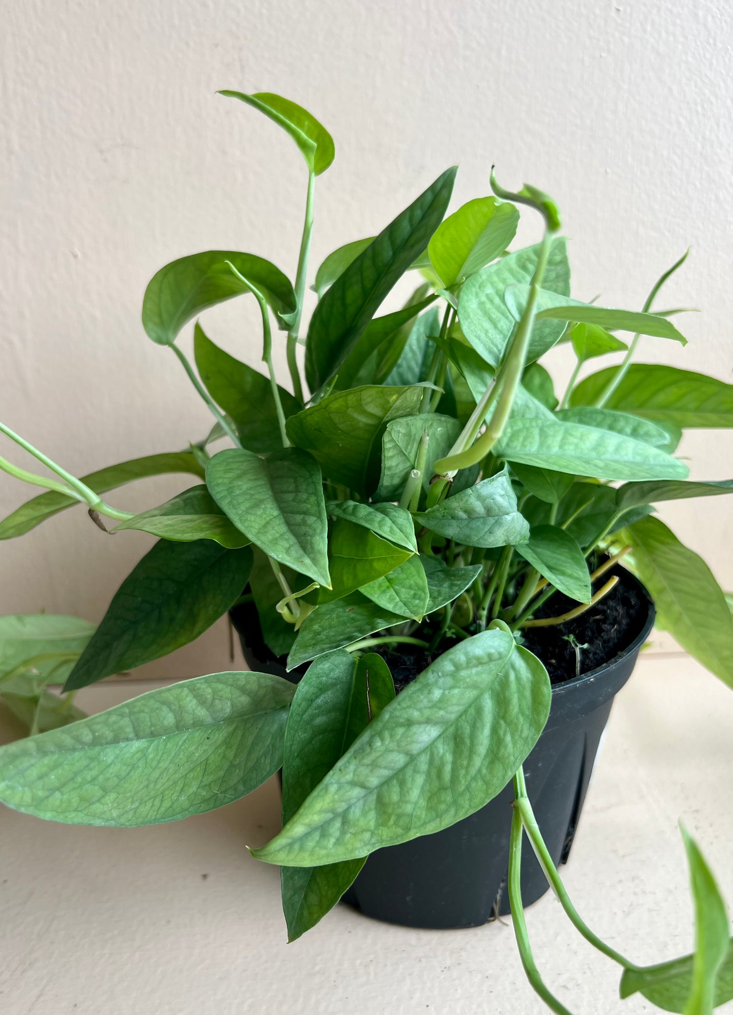 Pothos 'Cebu Blue'