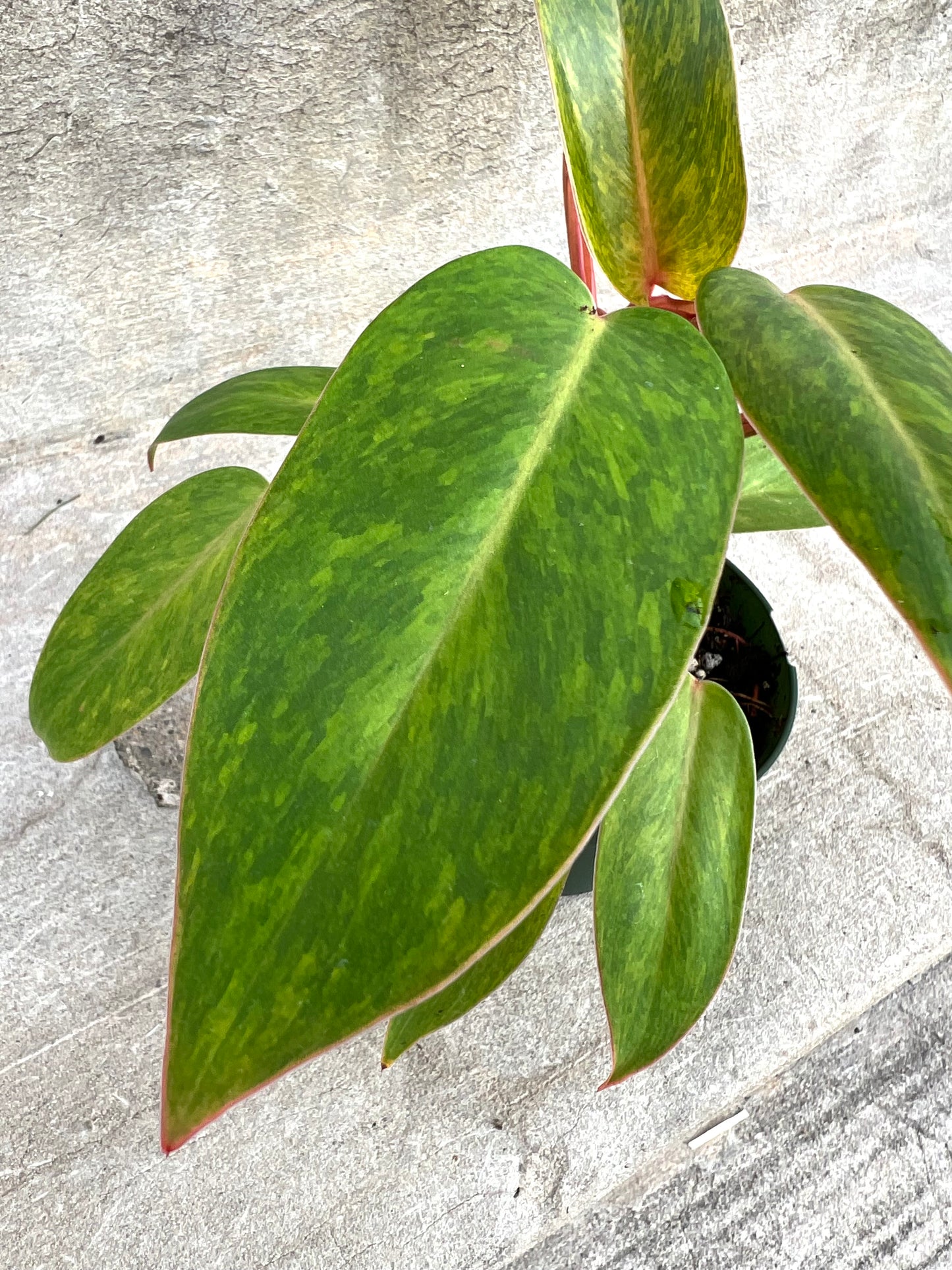 Philodendron Painted Lady