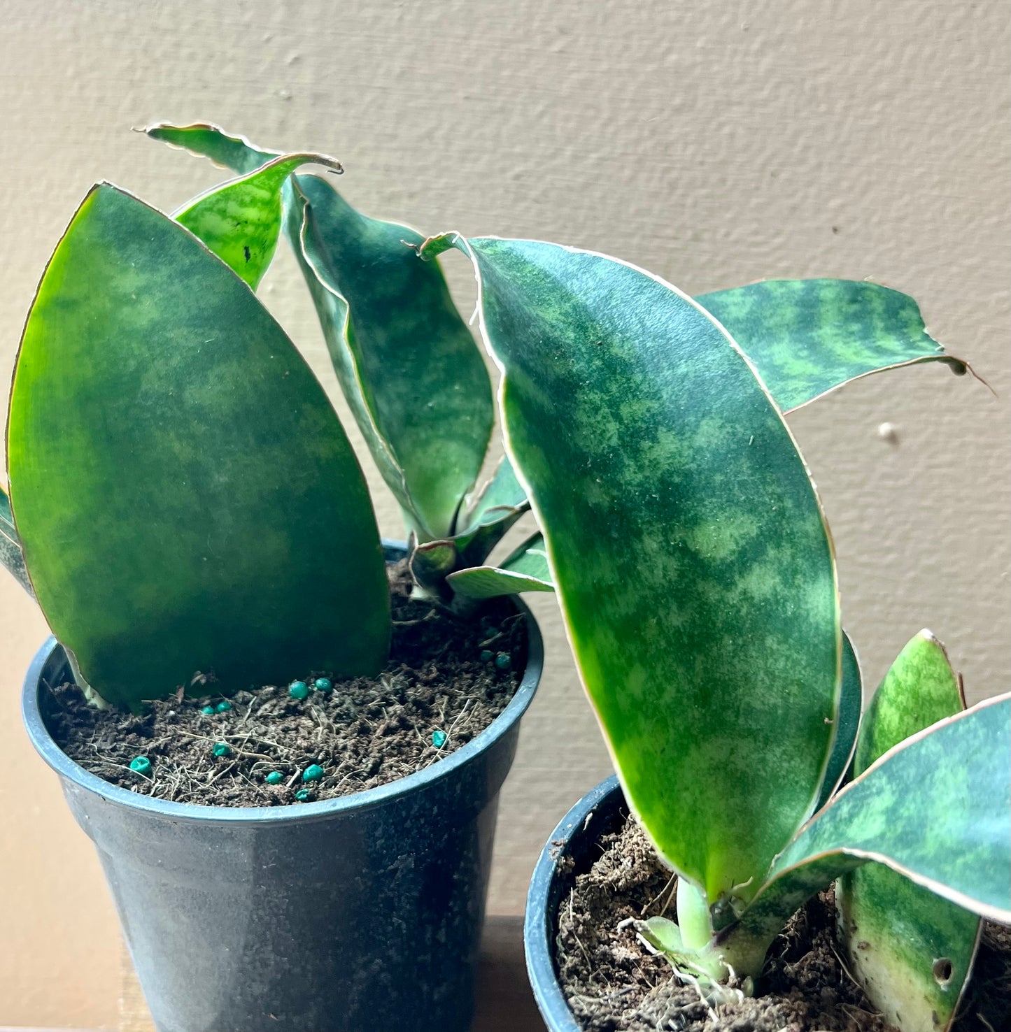 Sansevieria Whale's Fin