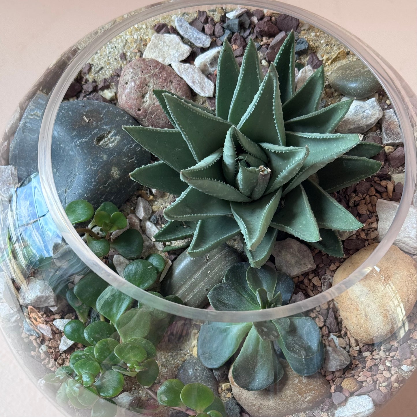 10" Succulent Globe Terrarium