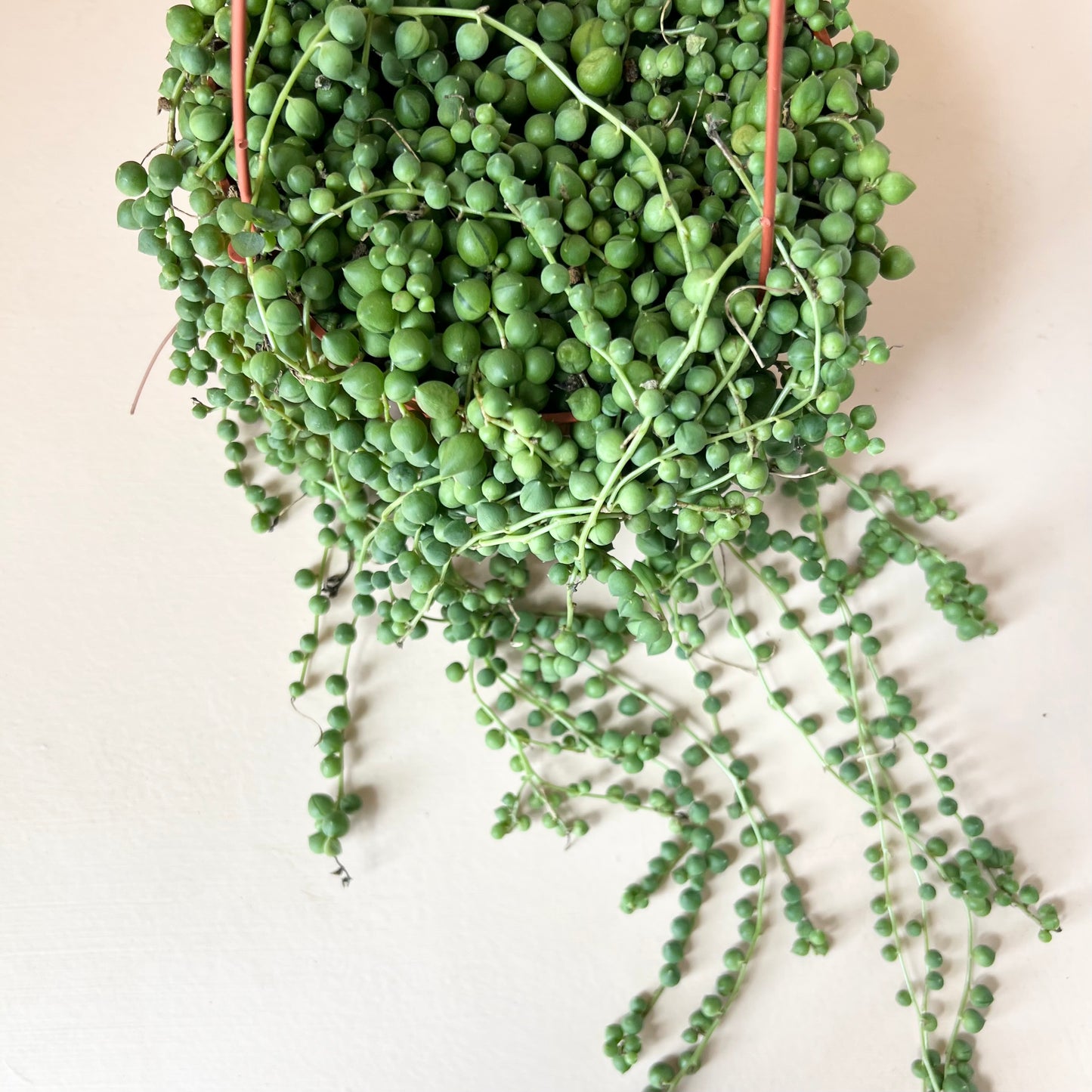 Senecio rowleyanus 'String of Pearls'