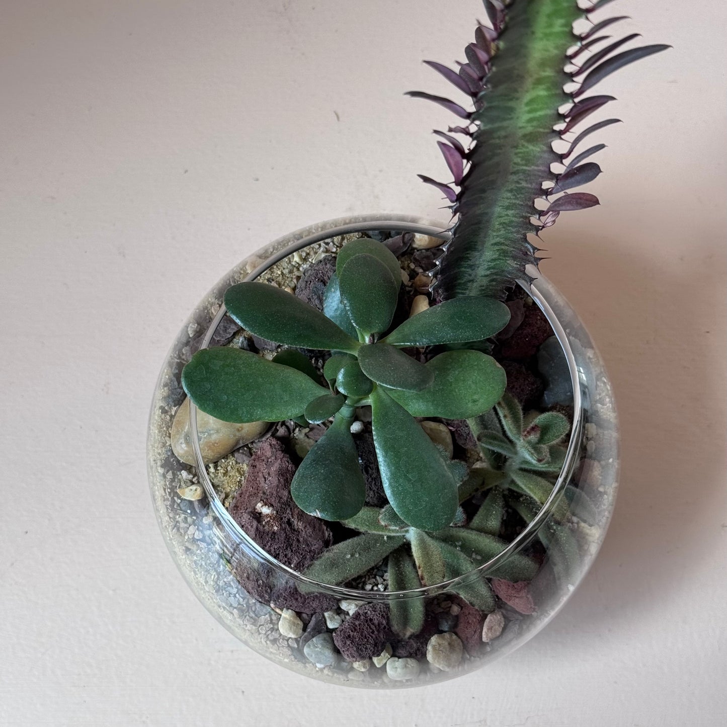 8" Succulent Globe Terrarium