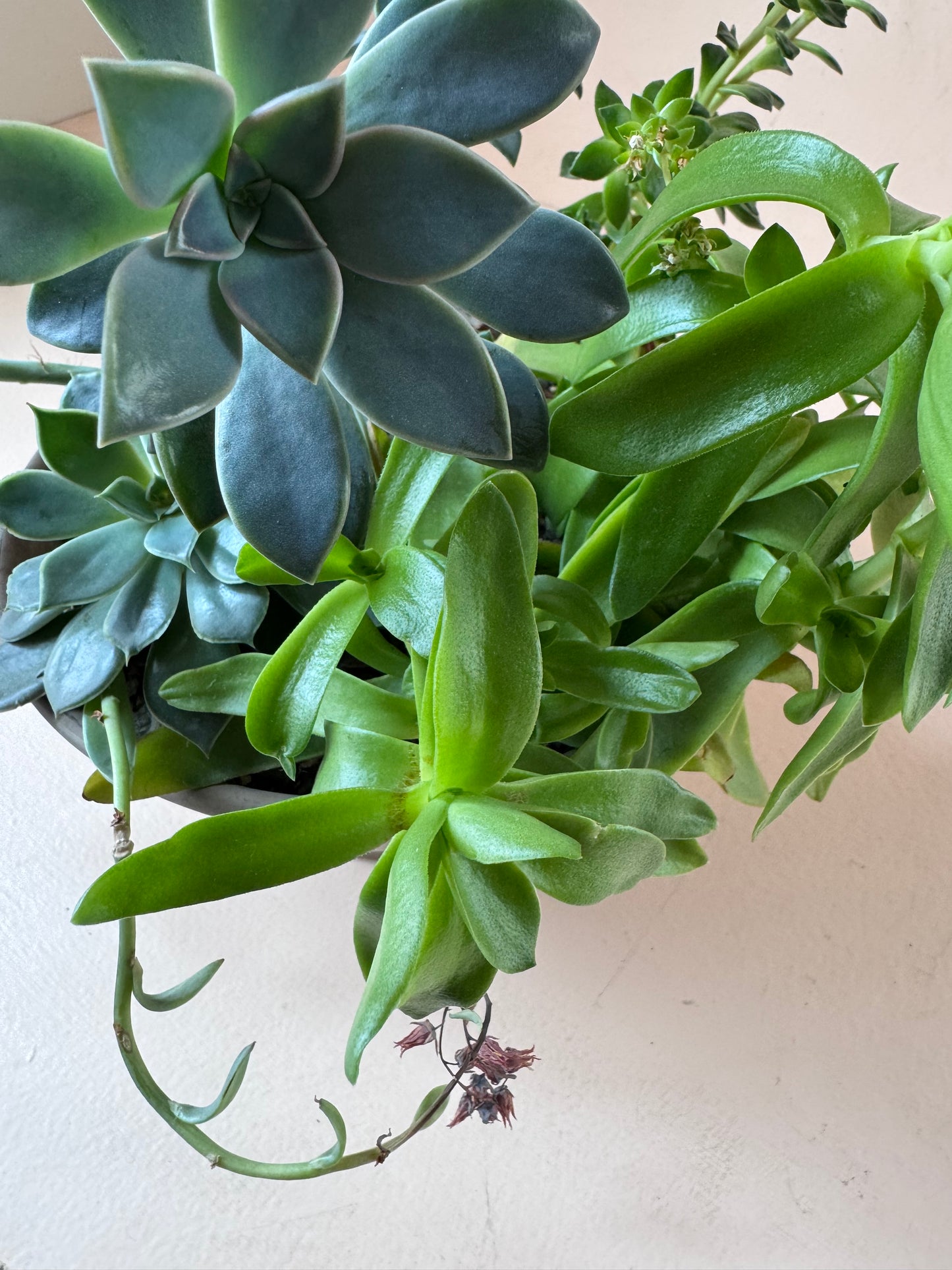 Succulent Garden Planter