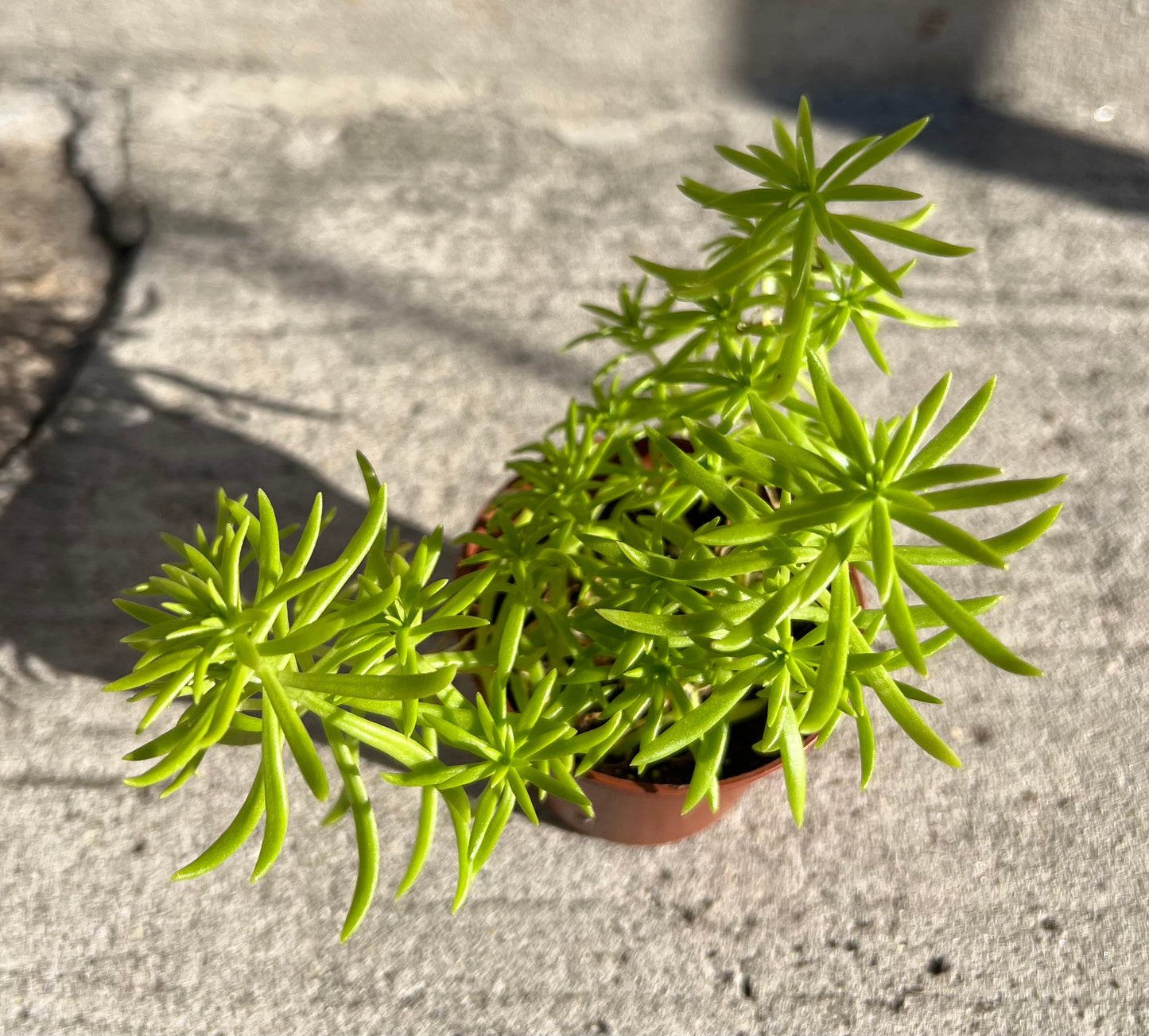 Sedum 'Lemon Balls'