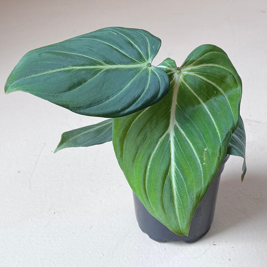 Philodendron Gloriosum