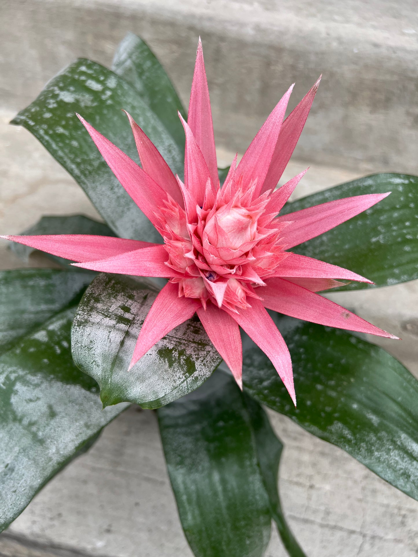 Bromeliad Aechmea Fasciata