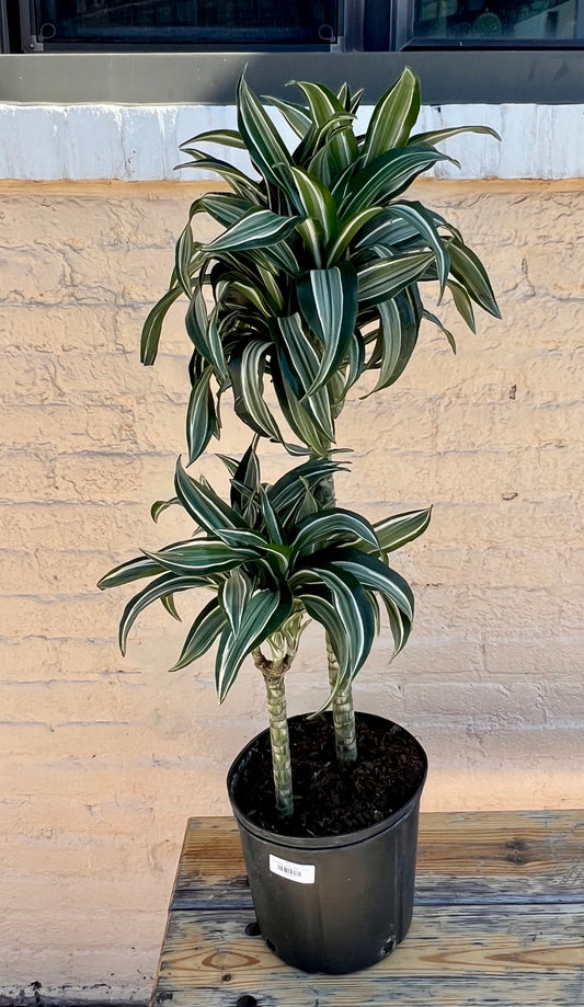 Dracaena Jade Jewel