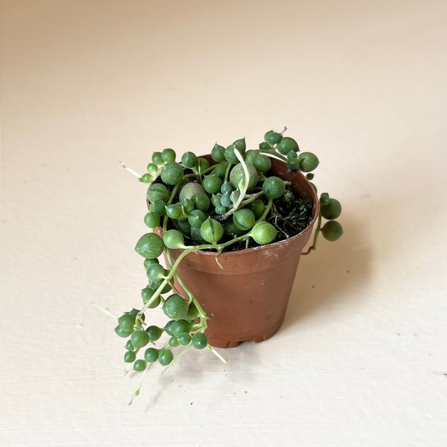 Senecio rowleyanus 'String of Pearls'