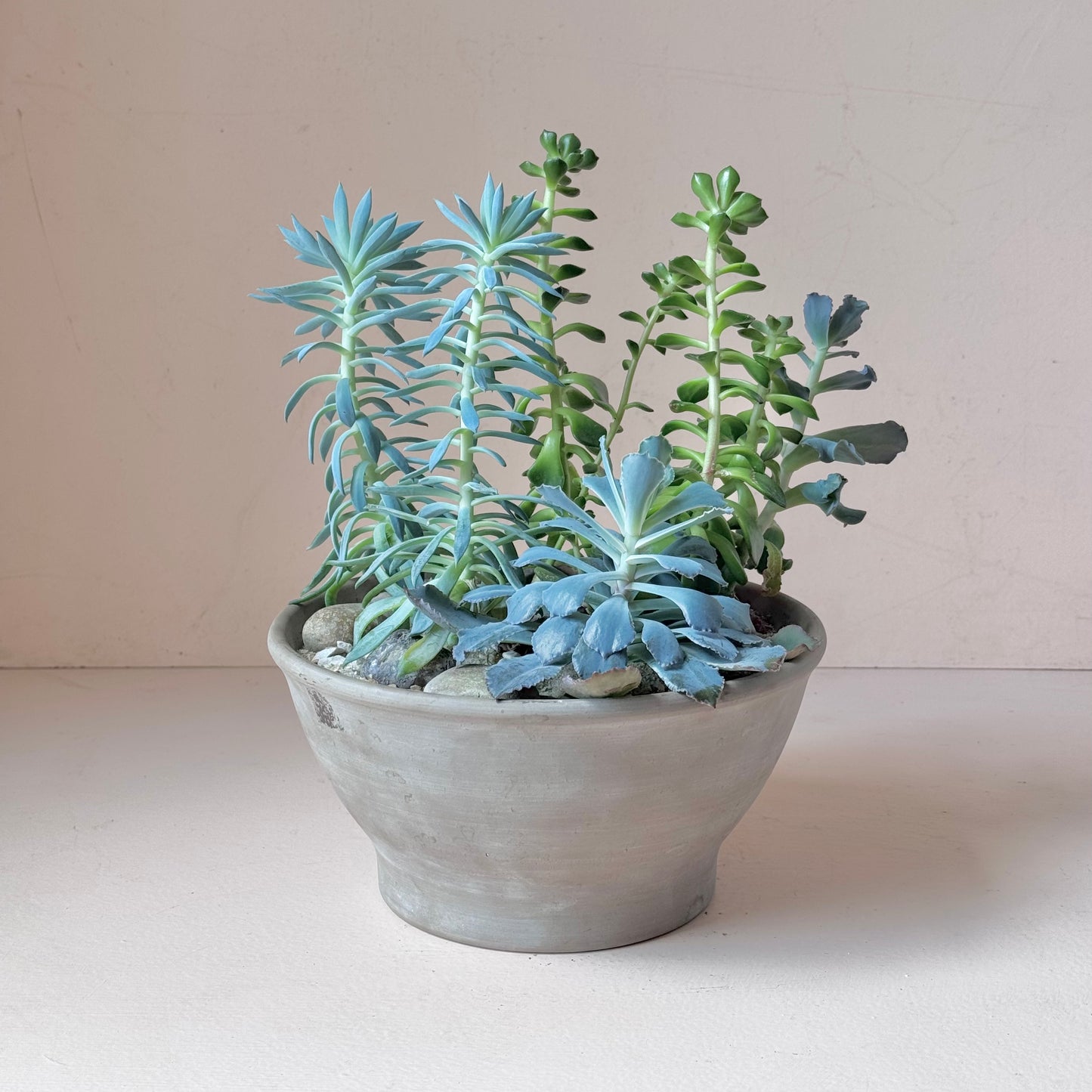 8.3" Succulent Arrangement in Graphite Pot