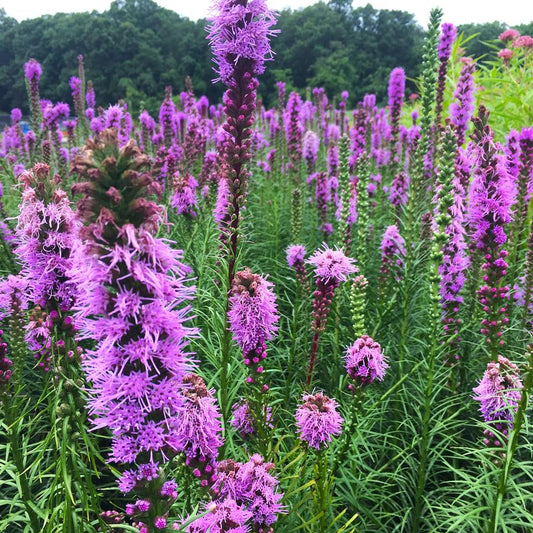 Liatris spicata