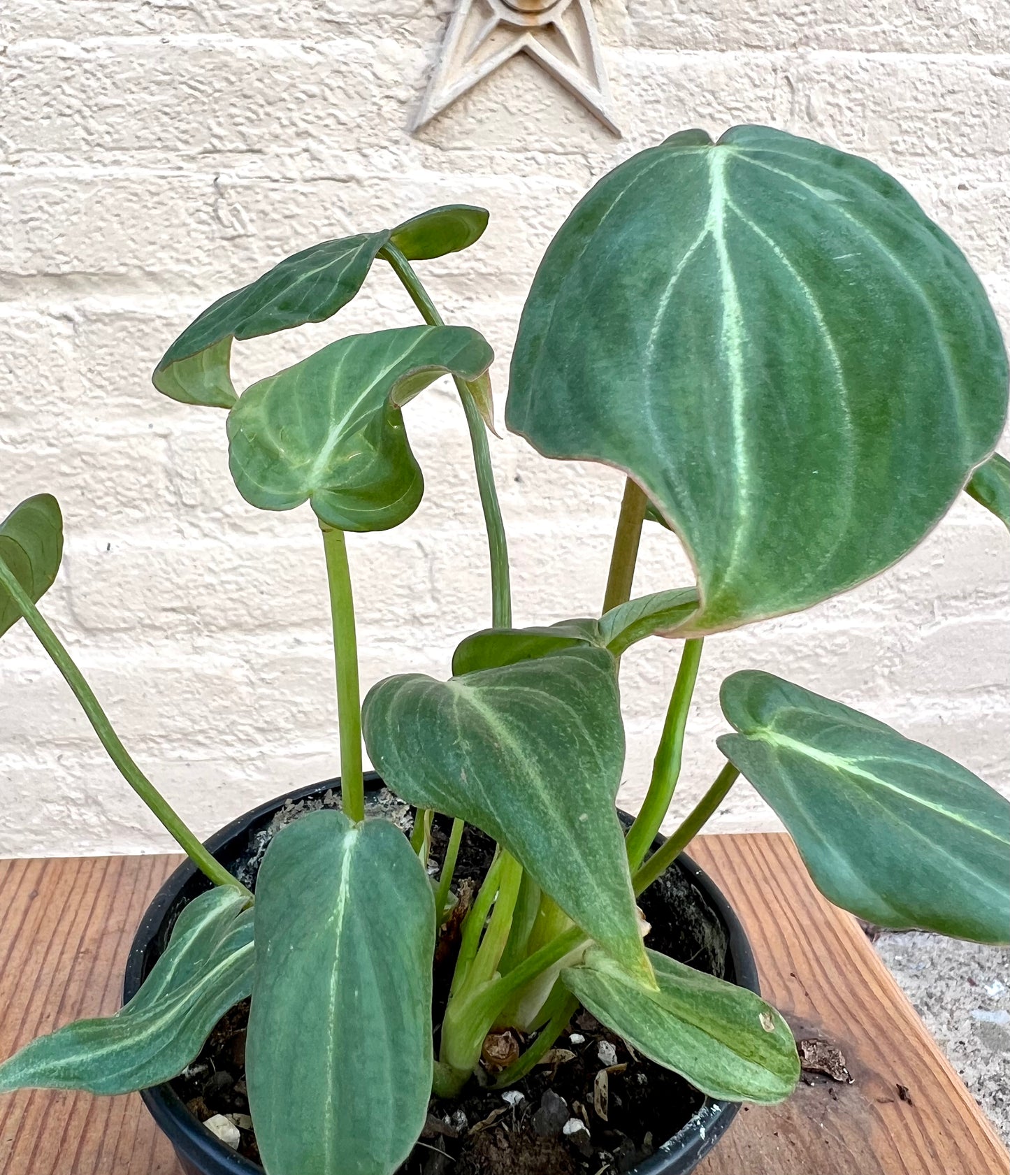 Philodendron Gloriosum