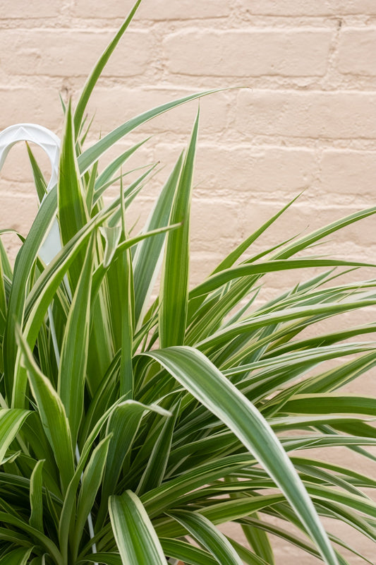 Chlorophytum Comosum 'Spider plant'