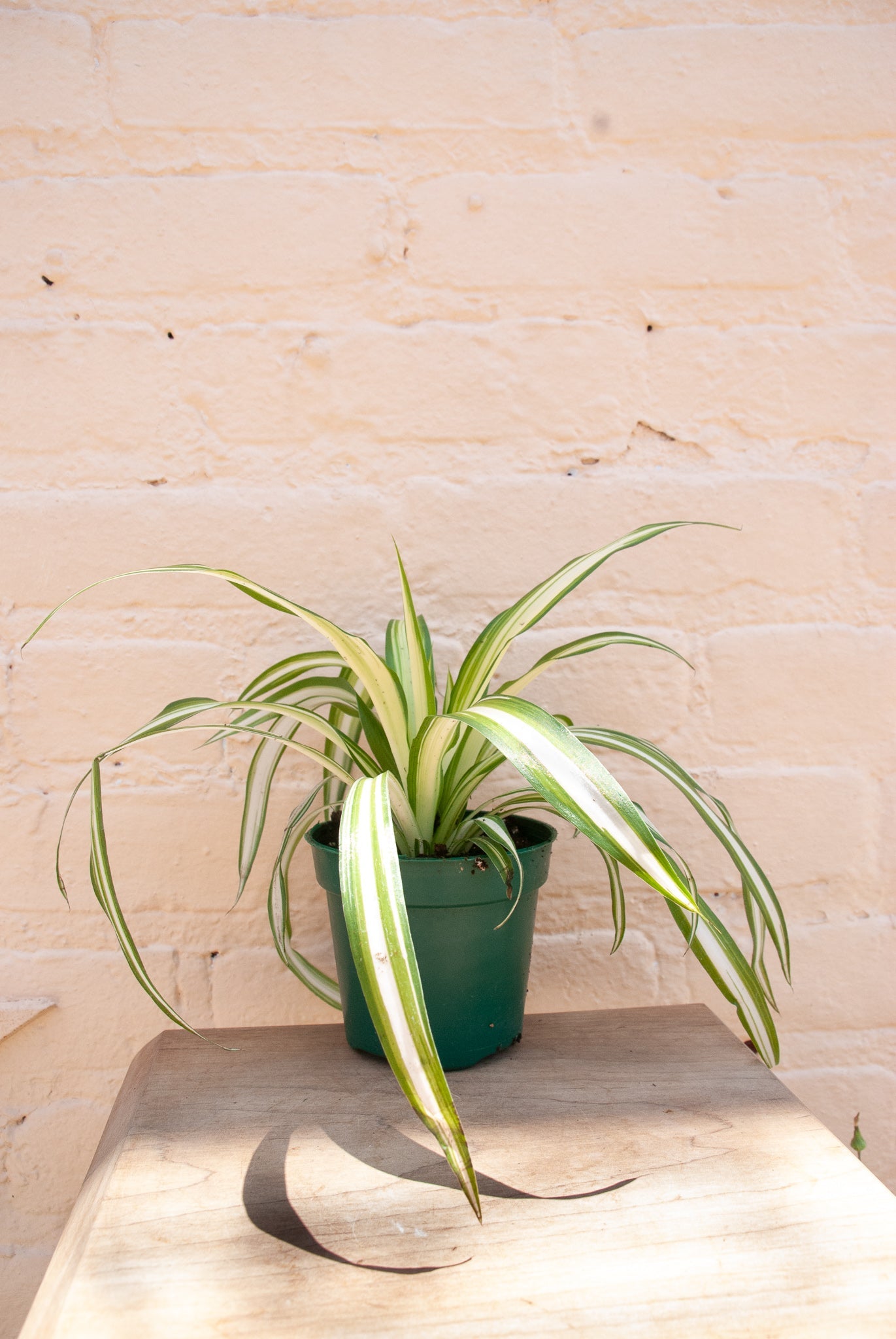 Chlorophytum Comosum 'Spider plant'