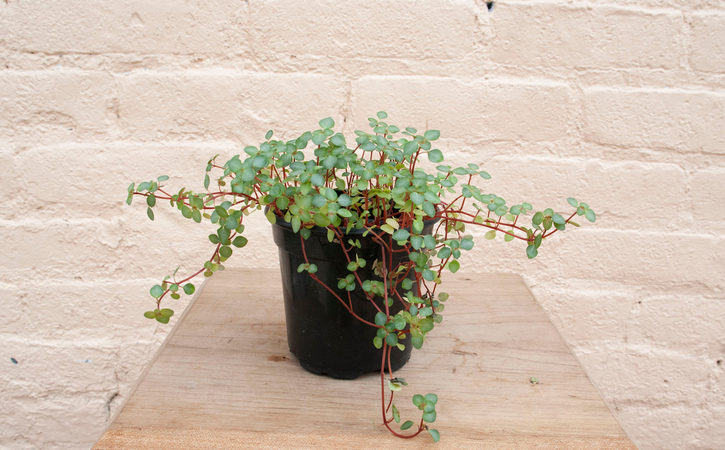 Pilea glauca 'Aquamarine
