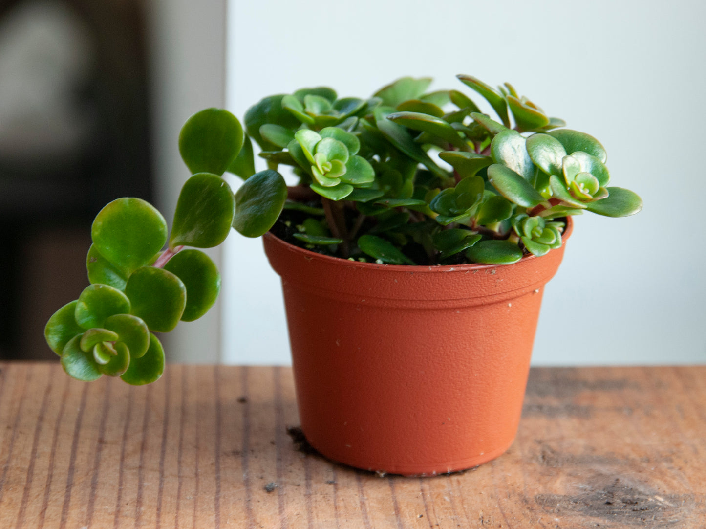 Sedum spurium 'Makinoi'