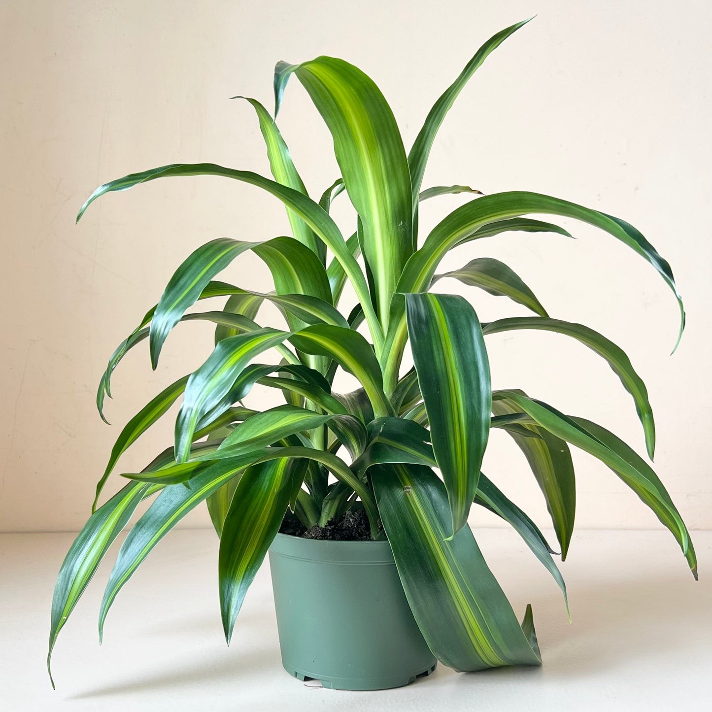 Dracaena 'Hawaiian Sunshine'