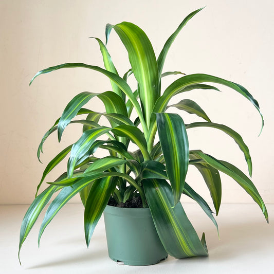 Dracaena 'Hawaiian Sunshine'