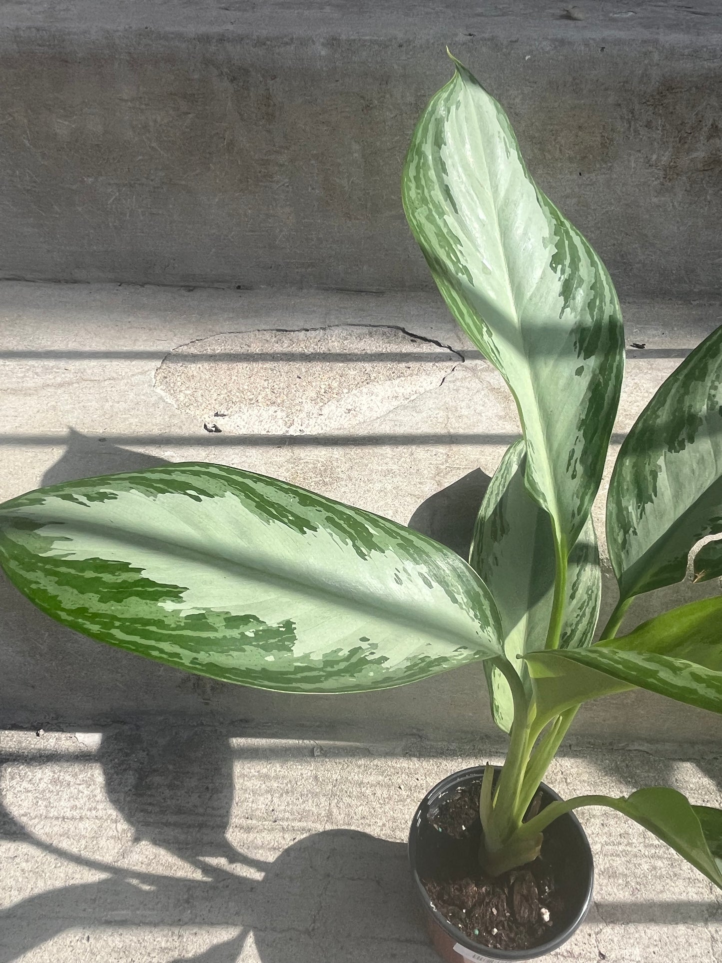 Aglaonema Silver Bay 'Chinese Evergreen'