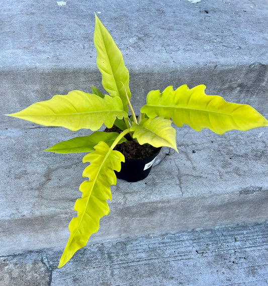 Philodendron Golden Crocodile