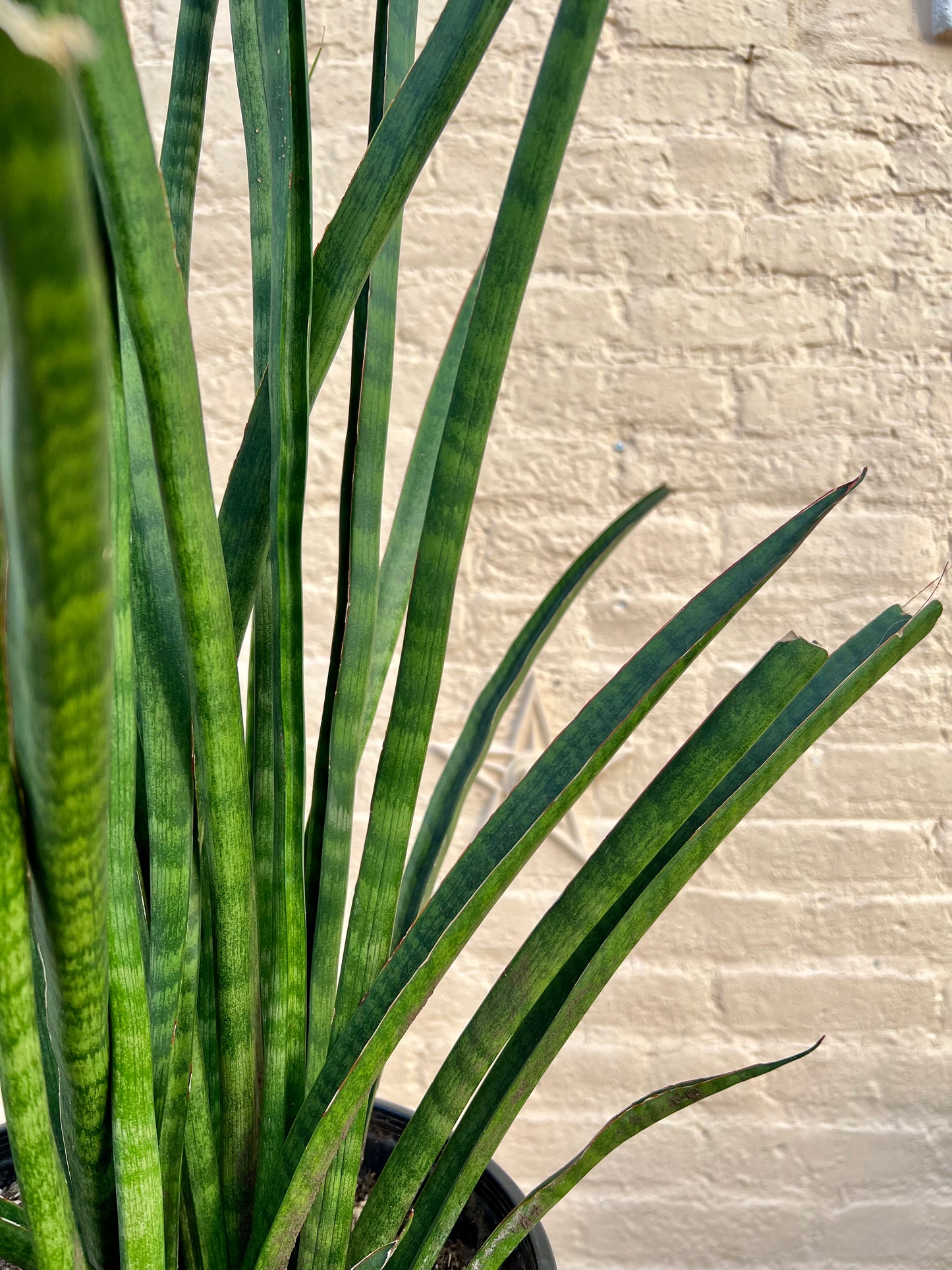 Sansevieria African Spears