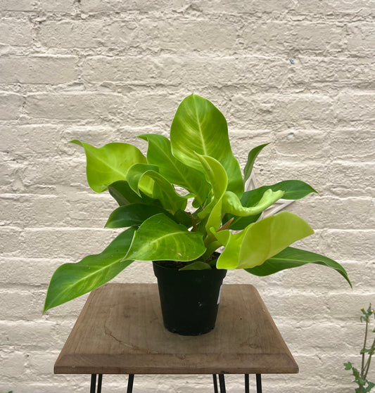 Philodendron Moonlight