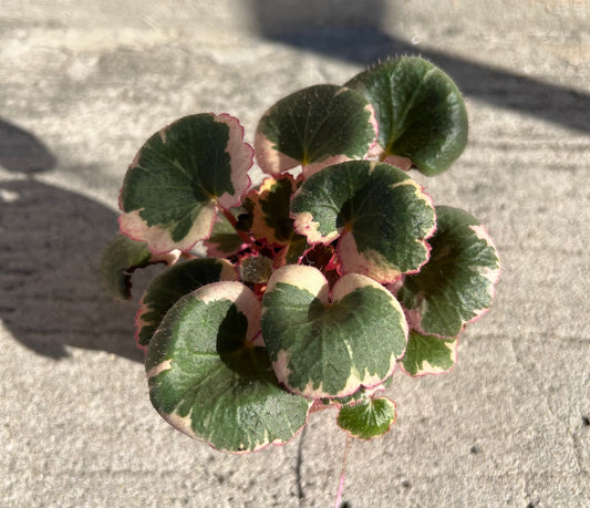 Saxifraga stolonifera 'Strawberry Begonia'