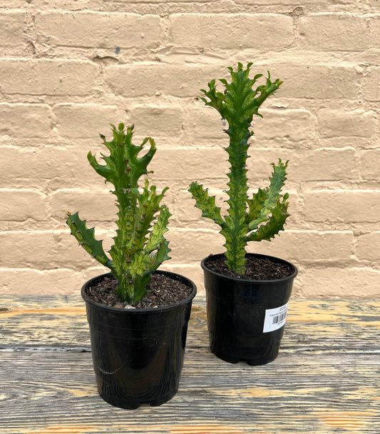 Euphorbia trigona variegated