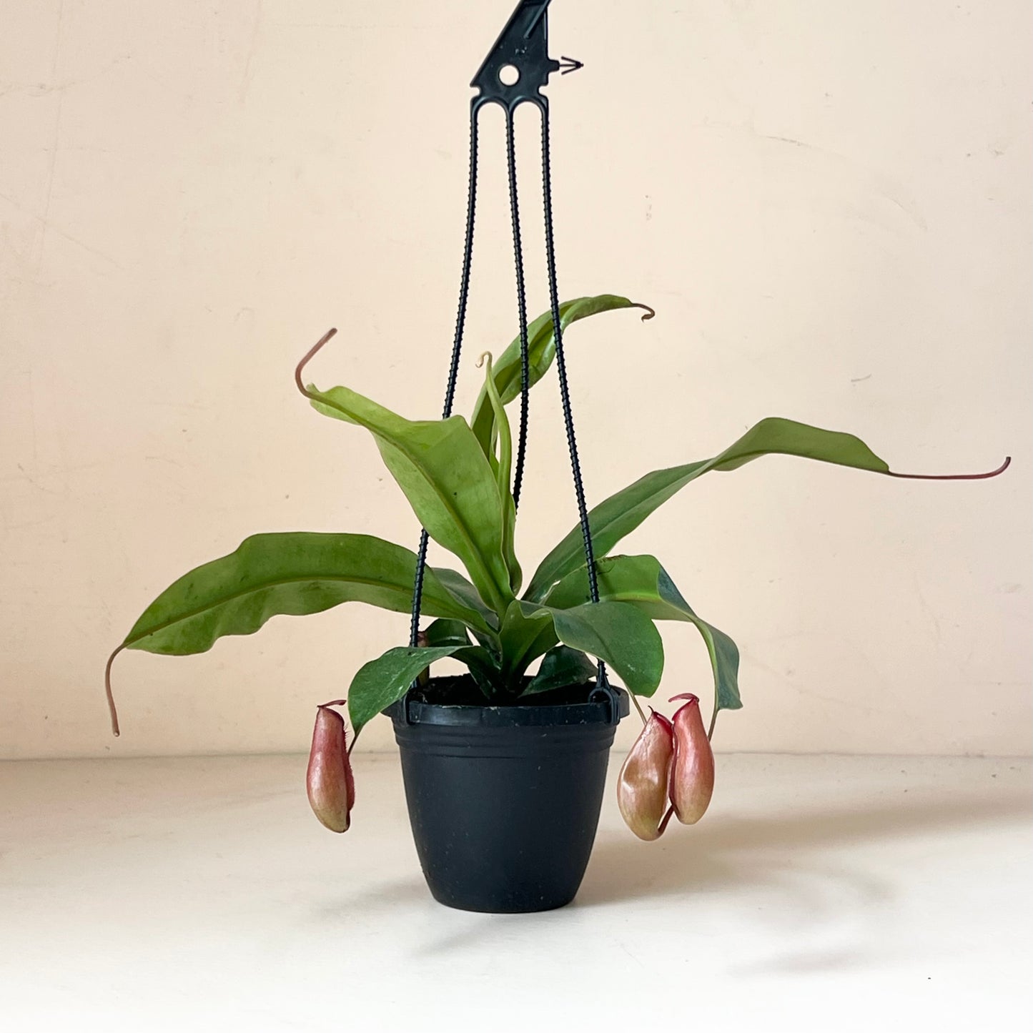Nepenthes 'Pitcher Plant'