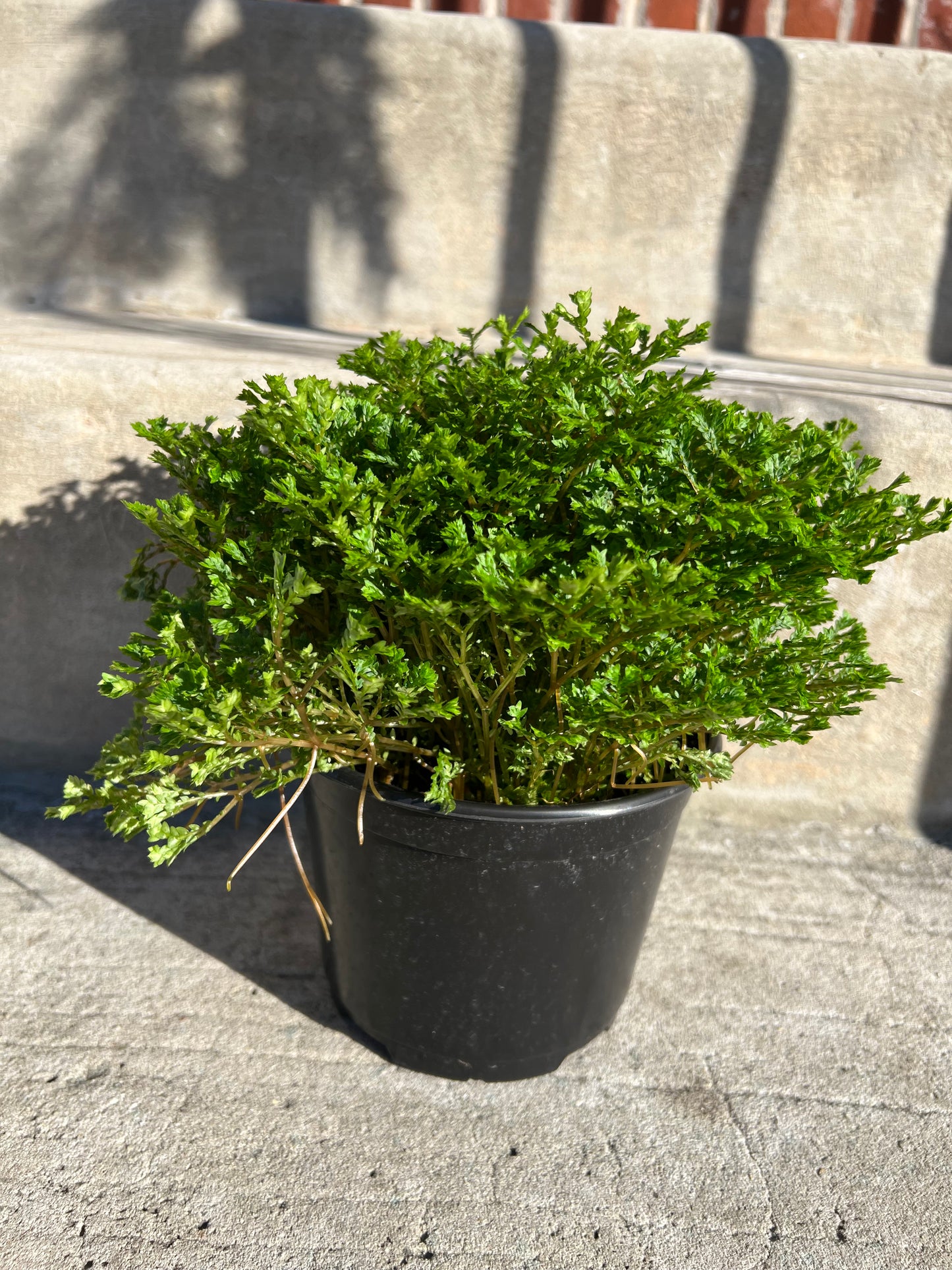 Selaginella 'Club Moss'