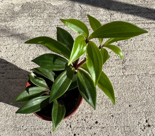 Peperomia Zigzag