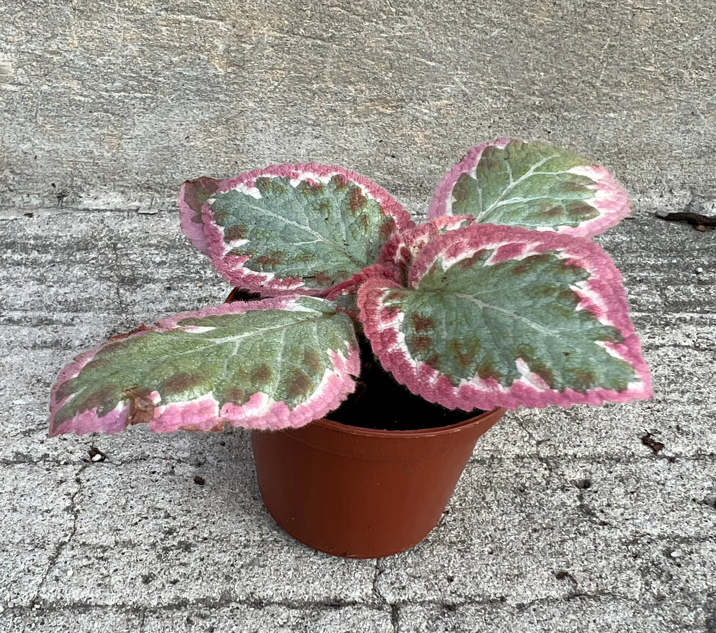 Episcia Pink