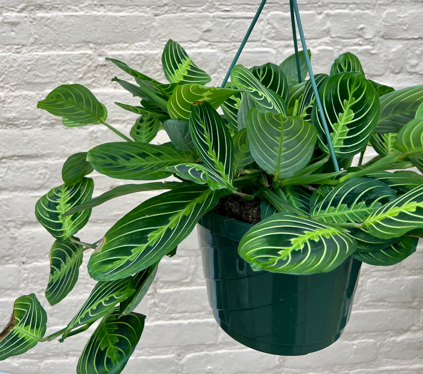 Maranta leuconeura 'Lemon Lime Prayer Plant'