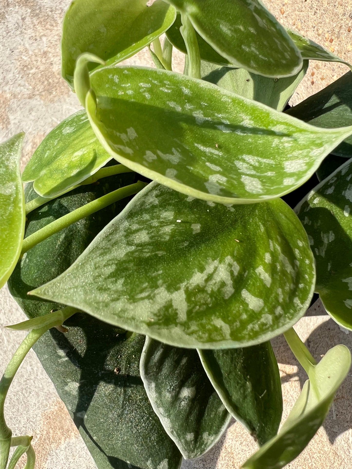 Scindapsus 'Silvery Ann'