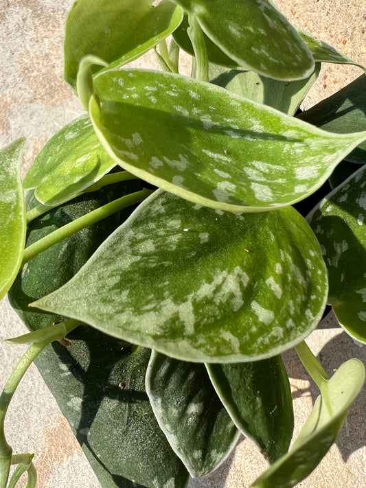 Scindapsus 'Silvery Ann'