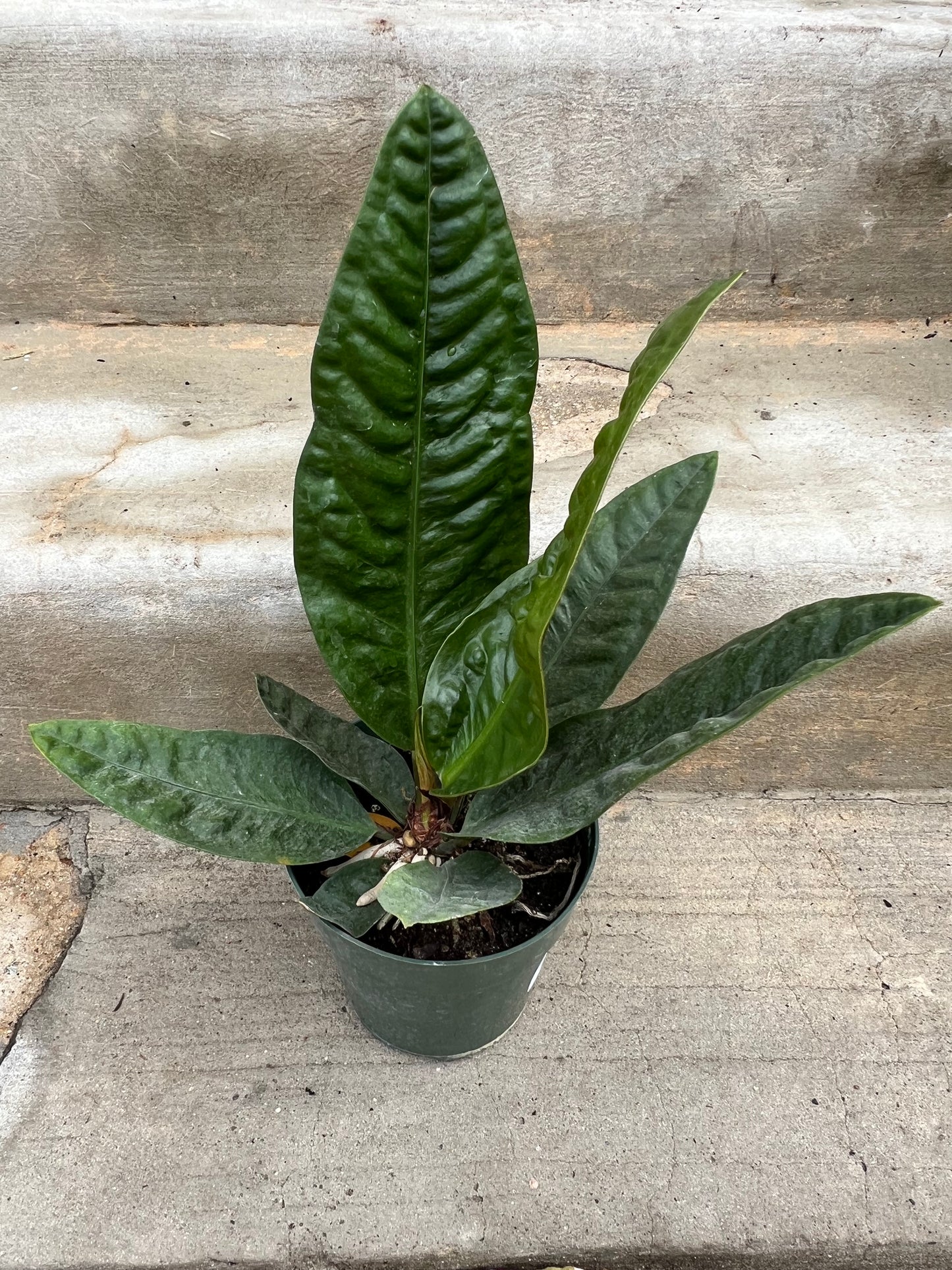 Anthurium Superbum