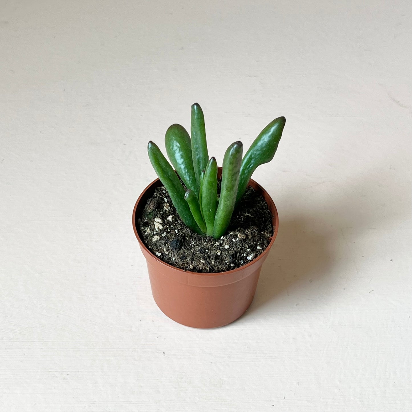 Crassula ovata 'Hobbit'