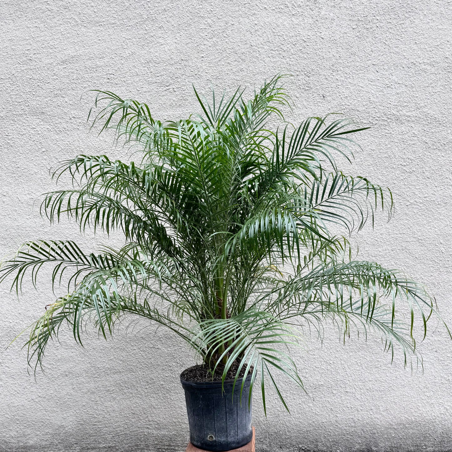 Phoenix roebelenii Palm