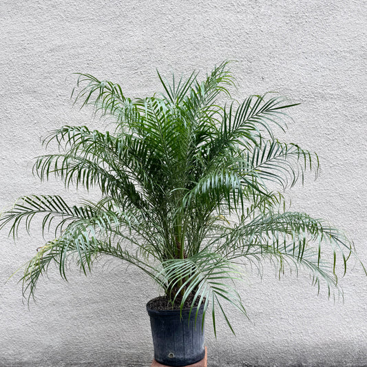 Phoenix roebelenii Palm