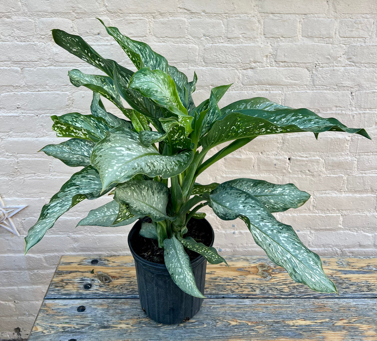 Dieffenbachia Tiki