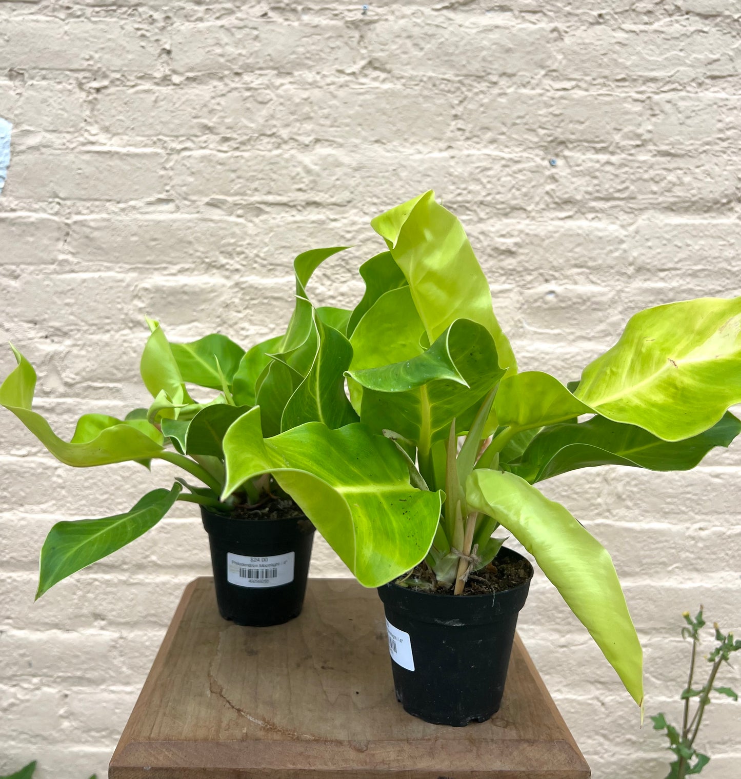 Philodendron Moonlight