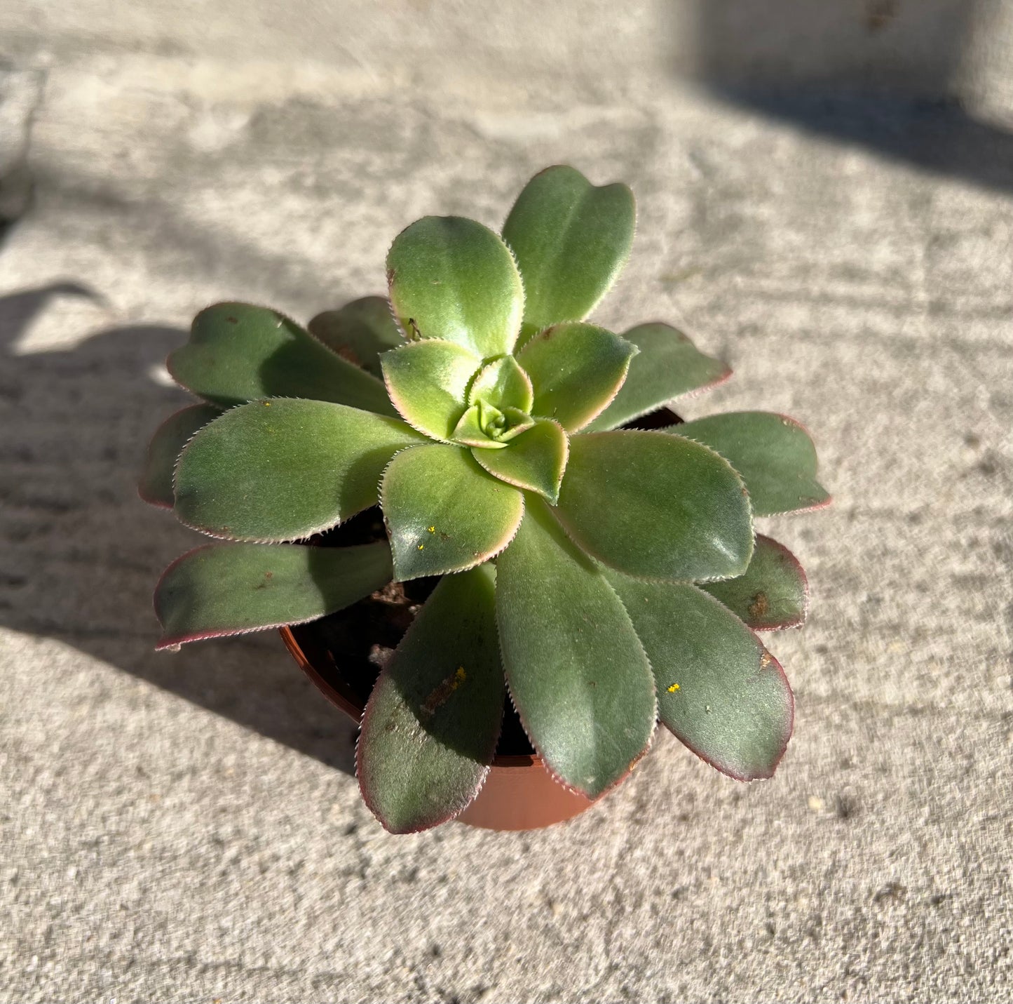 Aeonium Kiwi