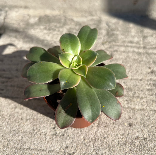 Aeonium Kiwi