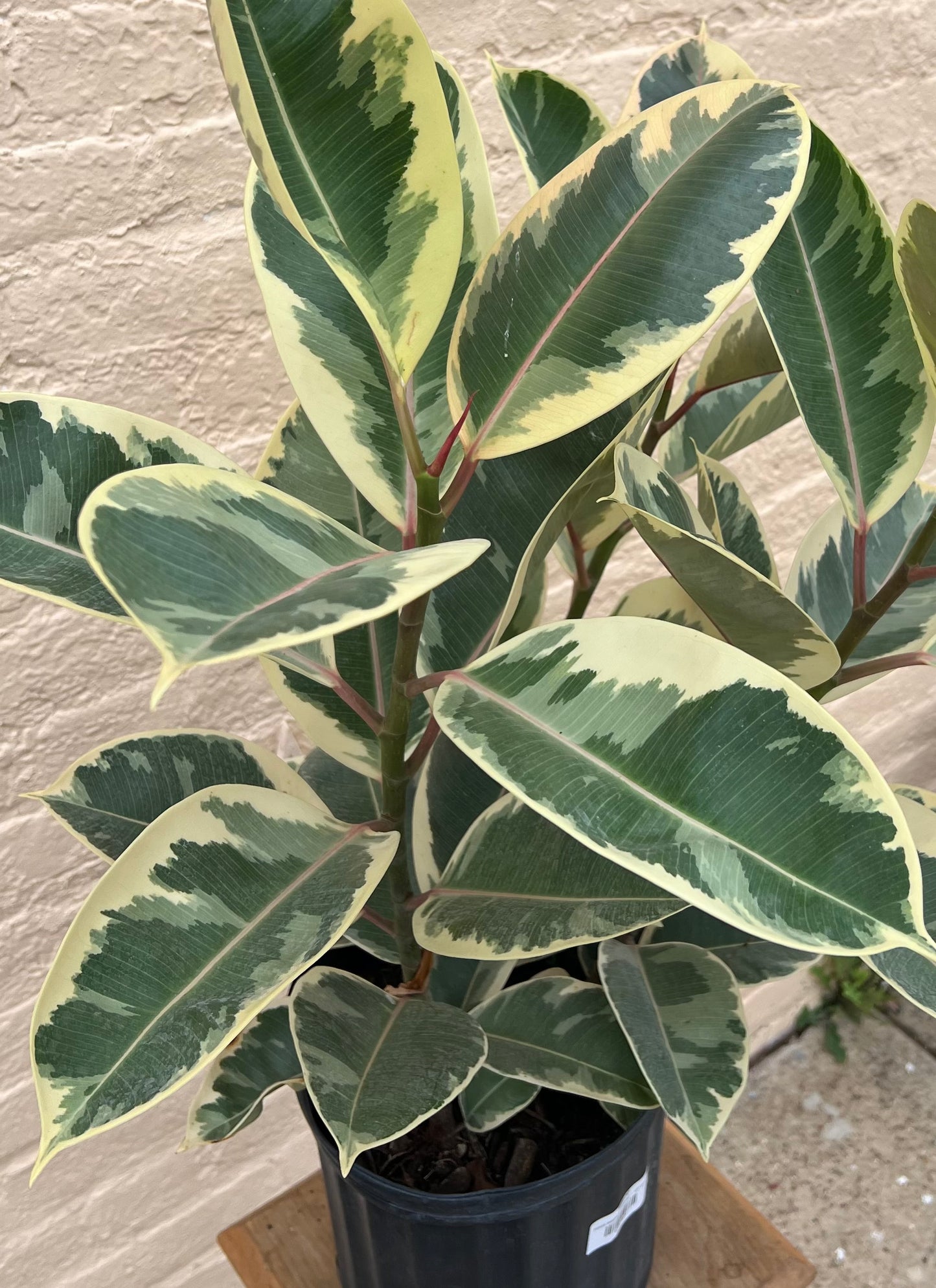 Ficus elastica 'Tineke'