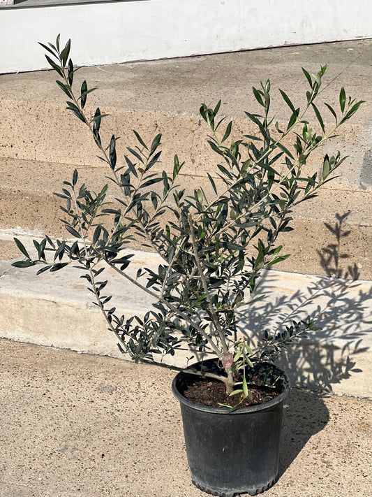 Olea europaea 'Olive Bush'