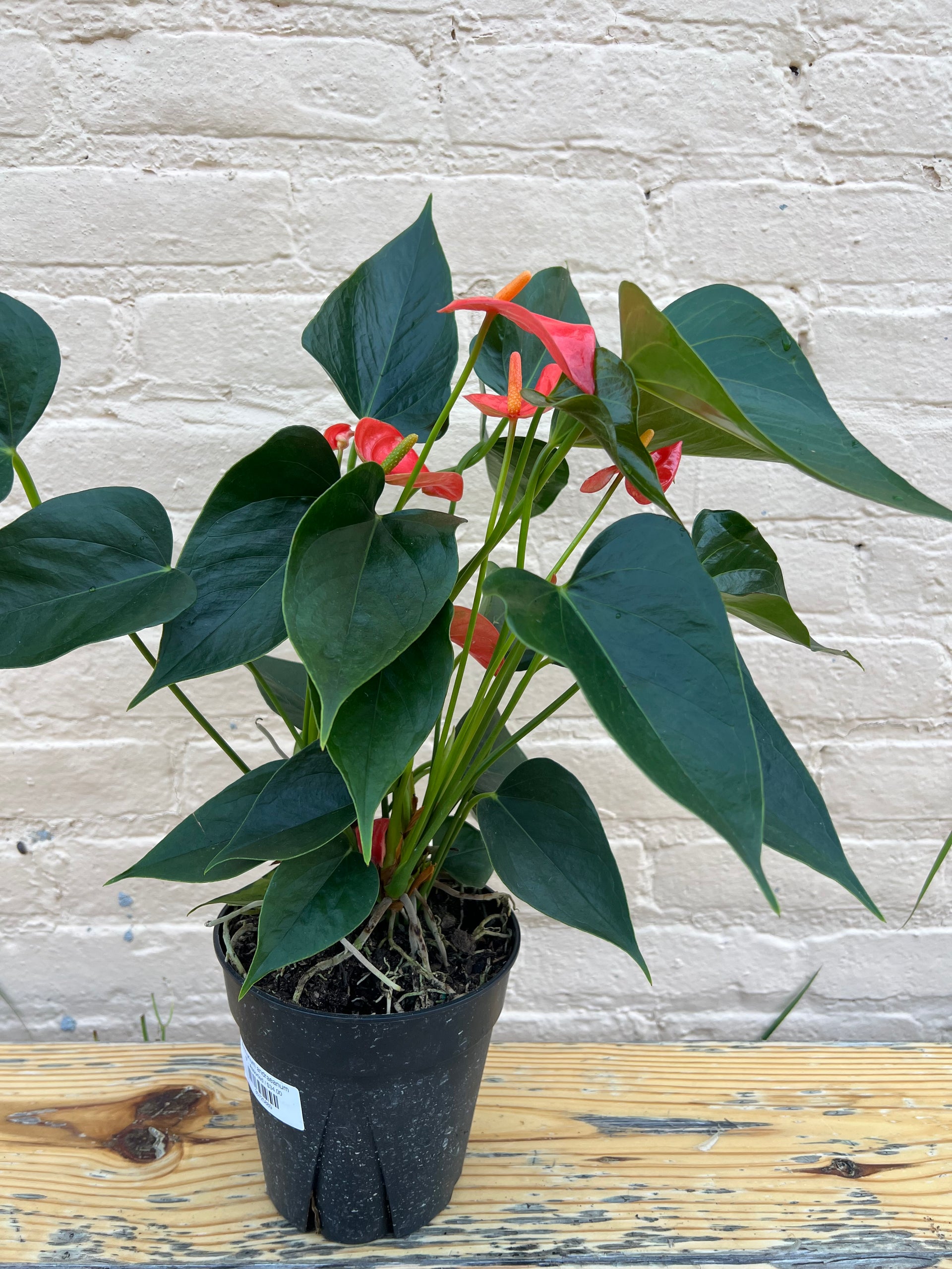 Anthurium andraeanum – B.Willow
