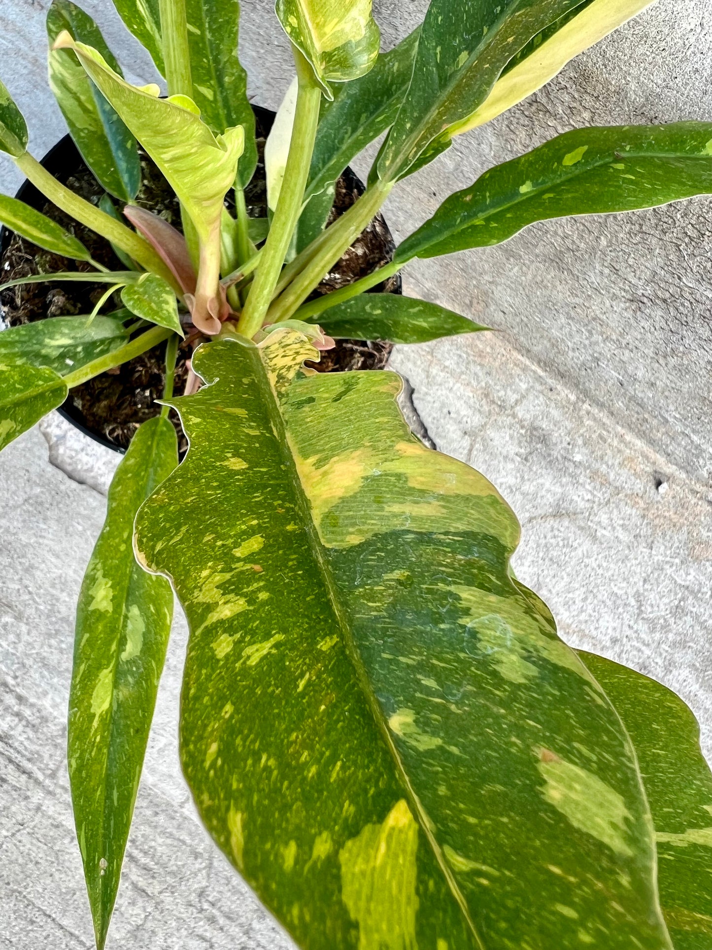 Philodendron 'Ring of Fire'