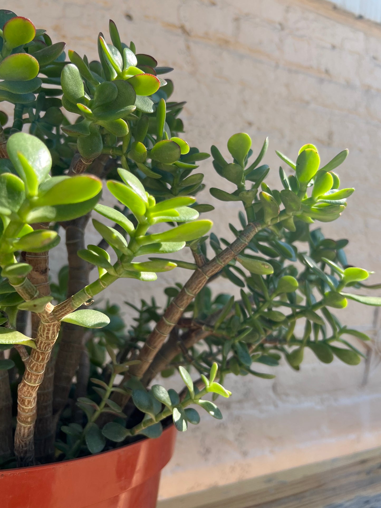 Crassula Jade Crosby